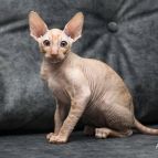 Klarnet Anima et Vita*by