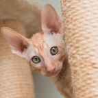 Korall Anima et Vita*by