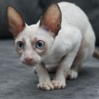 Jinny Anima et Vita*by