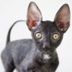 LONDON Anima et Vita*by