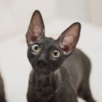 LORD DARK Anima et Vita*by