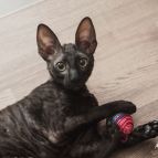 LAVANDA Anima et Vita*by