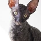 LAIMA Anima et Vita*by