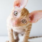 MARMELAD Anima et Vita*by