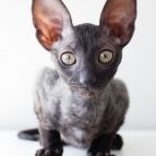 MASHA Anima et Vita*by