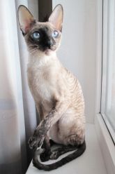 ЮНЕЯ РОМАНТИКА АССОРТИК*BY