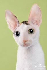 WATER LILY Anima et Vita*by