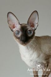 DANAYA Anima et Vita*BY