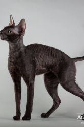 I.Ch. ULRICH Satysfakcja*PL