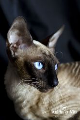 CH. HELGA CURLY MOON