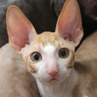 OXFORD Anima et Vita