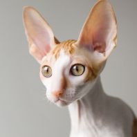 ONLY YOU Anima et Vita