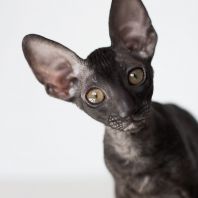 PEPPILOTTA Anima et Vita