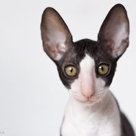 PERSEUS Anima et Vita