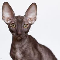 PRALINE Anima et Vita