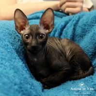 QUICKSTEP Anima et Vita*by