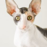 RICOTTA Anima et Vita*by