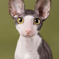 SKAZKA Anima et Vita*by