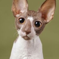 SAYURI Anima et Vita*by