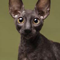 S... Anima et Vita*by