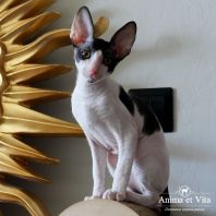 TYRION Anima et Vita*by