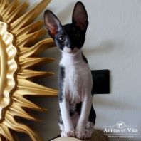 THEON Anima et Vita*by