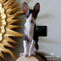 TATA Anima et Vita*by