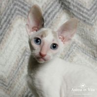 UNA Anima et Vita*by