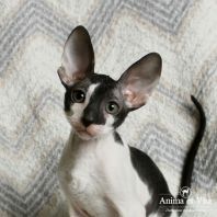 UNO Anima et Vita*by