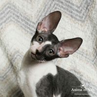 UGO Anima et Vita*by