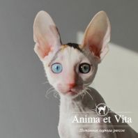 WATER LILY Anima et Vita*by