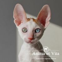 WINTER SUN Anima et Vita*by