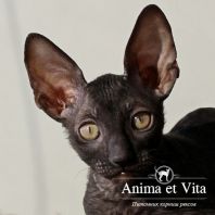 WISKY Anima et Vita*by