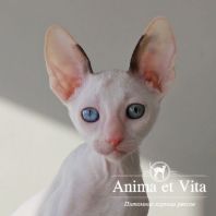 WHISKEY Anima et Vita*by