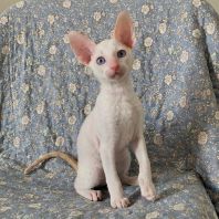 AHARON Anima et Vita*by