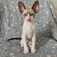 ALEXIS Anima et Vita*by