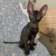 ALICENTA Anima et Vita*by