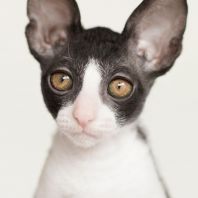 ZLATAN Anima et Vita*by