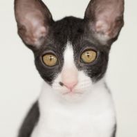 ZARA Anima et Vita*by