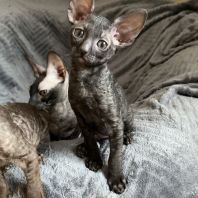 BEATRIX Anima et Vita*by