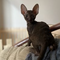 BUTTERFLY Anima et Vita*by