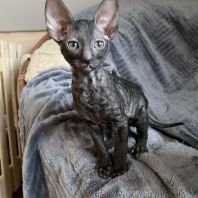 BURBERRY Anima et Vita*by