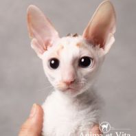 CATALINA Anima et Vita*by