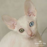 ALBA JESSICA Anima et Vita*BY