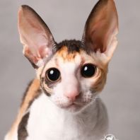 CASABLANCA  Anima et Vita*by