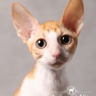 CHESHIRE Anima et Vita*by