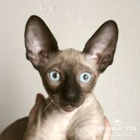 BASIO Anima et Vita*BY