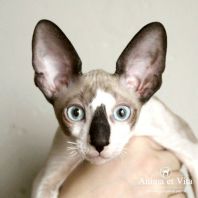 BERTRAM Anima et Vita*BY