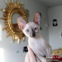 Cosmos Anima et Vita*BY