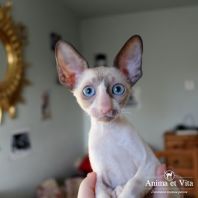 CHARMING LADY  Anima et Vita*BY